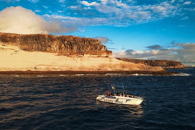 private charter 3 Hours Whale Encounter puerto colon adeje - The 3-Hour Whale Watching Window: What to Expect