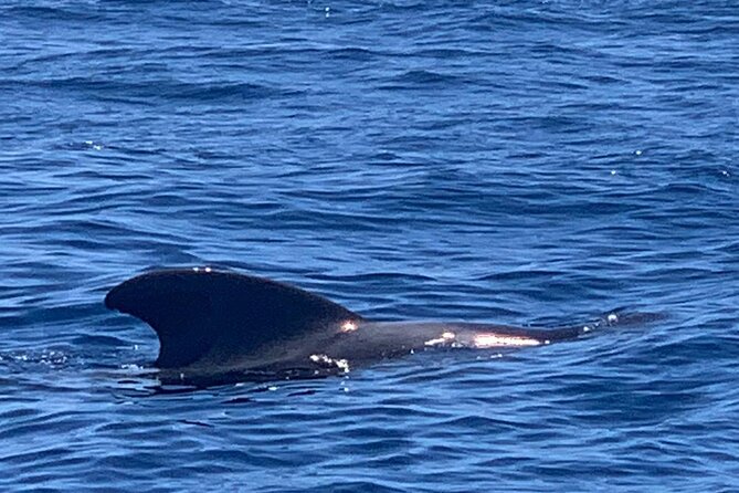 private charter 3 Hours Whale Encounter puerto colon adeje - A Private Charter Means Your Time Stays Yours
