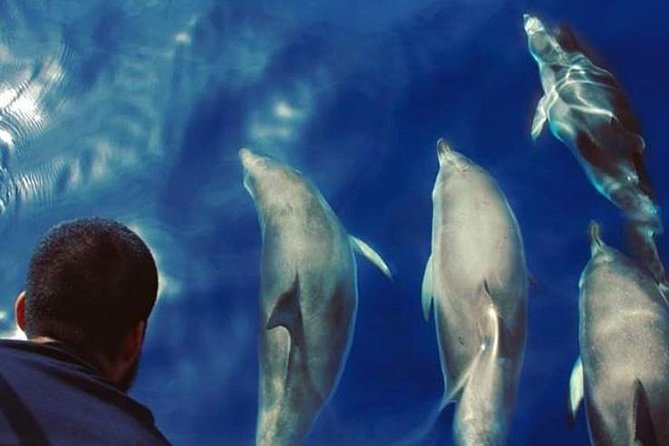 Private Charter in Tenerife south max 7 people - Meeting at Puerto Colón and What the 3 Hours Include