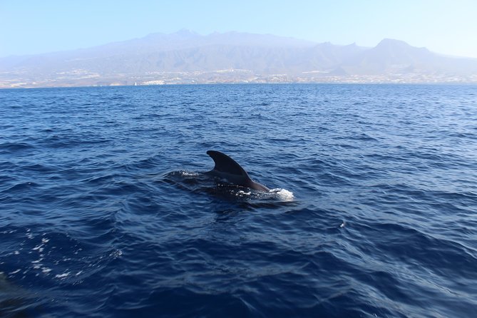 Private Charter in Tenerife south max 7 people - Playa del Puertito Stop: Your Main Window for Snorkeling and Views