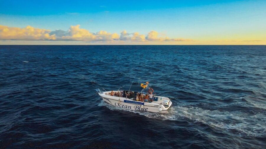 Private Charter Private Charter to see the whales - 2 Hours - Whale Watching in Tenerife, What You Might See