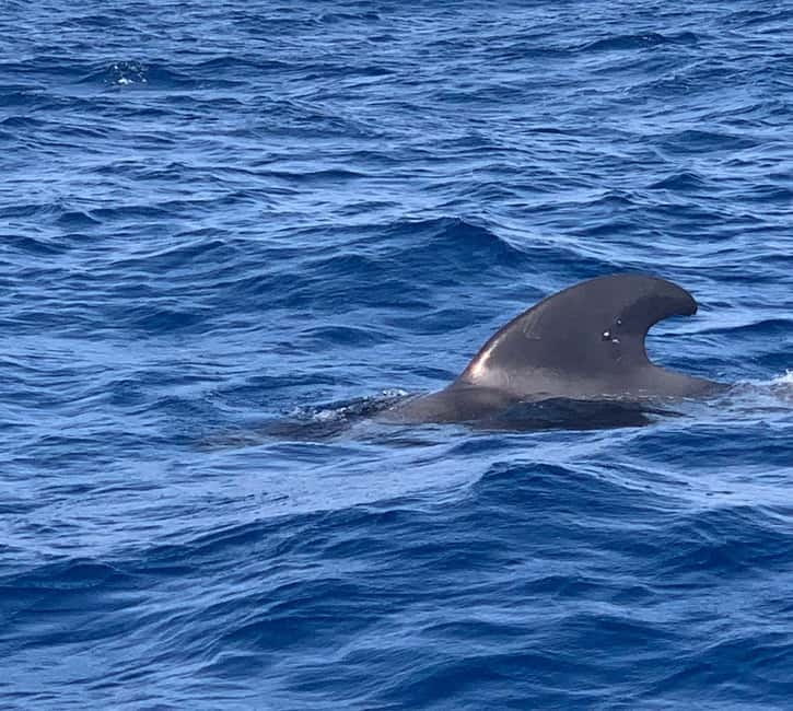 Private Charter Private Charter to see the whales - 3 Hours - The swim break at El Puertito or Playa de Las Vistas