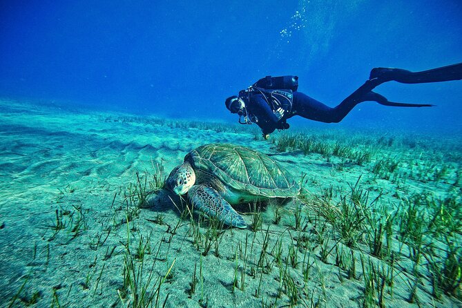 Private Scuba Diving in Tenerife – Certified Instructor & Photos - Key highlights that make this worth a booking