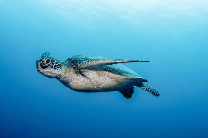 Private Scuba Diving in Tenerife – Certified Instructor & Photos - What to bring, plus a couple of comfort tips that matter
