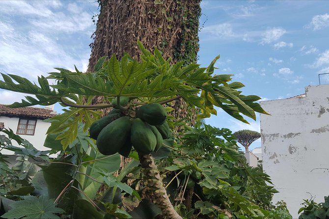 Private Shore Excursion in Tenerife from your Cruise Ship - Garachico: Tenerife’s first capital, by the sea