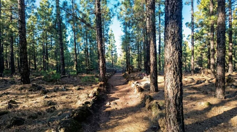 Private Teide & North Tenerife: Volcano, Valleys & Old Towns - La Orotava: mansions, carved balconies, and quiet cobbled streets
