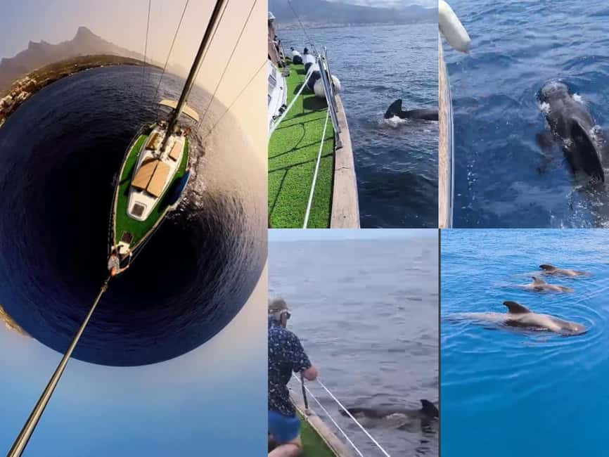 Private Whales & Dolphins Excursion: for you exclusively! - Key highlights to look for