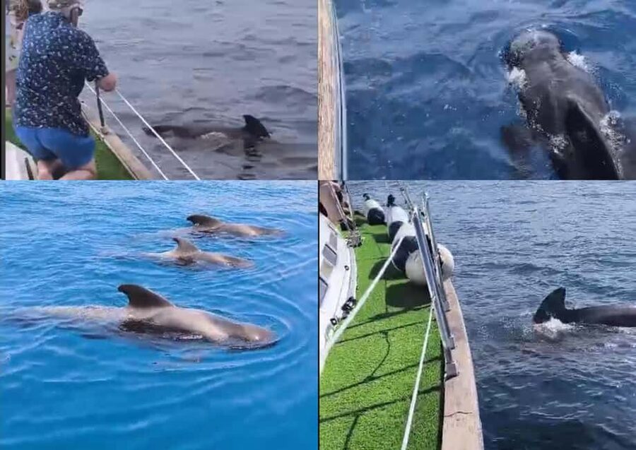 Private Whales & Dolphins Excursion: for you exclusively! - Meeting at Pantelon 2, and the simple packing list that keeps you comfortable