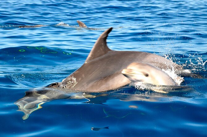 Private Yacht Excursion from Puerto Colon 3 hours - Who This Private Yacht Excursion Is Best For