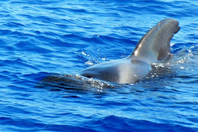 Private Yacht Excursion from Puerto Colon 3 hours - From Pickup to Back at Your Hotel, the 3 Hours in Plain English