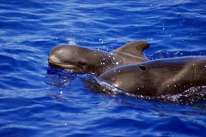 Private Yacht Tour With Whale and Dolphin Watching 33 Foot Boat - Snorkeling Time: What You Can Expect in Clear Water
