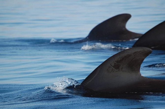 Private Yacht Tour With Whale and Dolphin Watching 33 Foot Boat - Who This Yacht Trip Is Best For