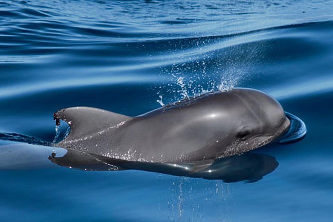 Private Yacht Tour With Whale and Dolphin Watching 33 Foot Boat - Whale and Dolphin Watching With Onboard Sonar Listening