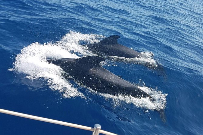 Private Yacht Tour With Whale and Dolphin Watching 42 Foot Boat - Who This Yacht Tour Fits Best