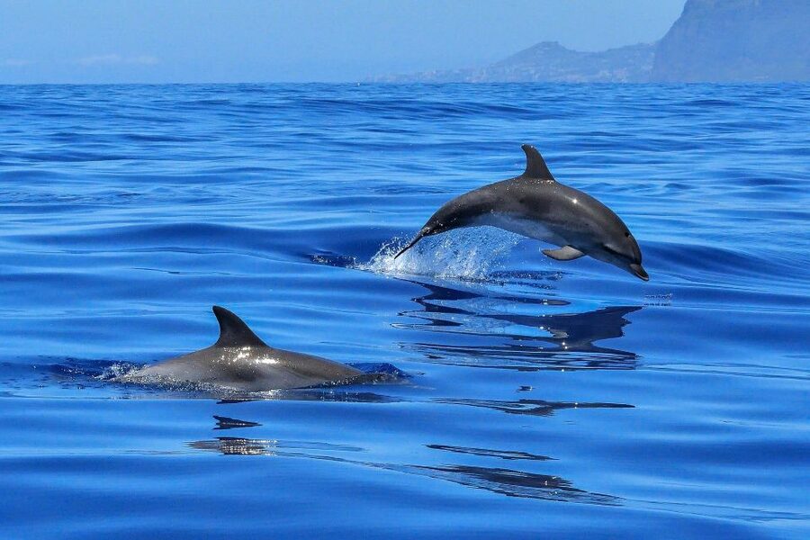 Puerto Colon: Dolphin and Whale Watching Speedboat Cruise - Who this cruise suits best (and who should think twice)