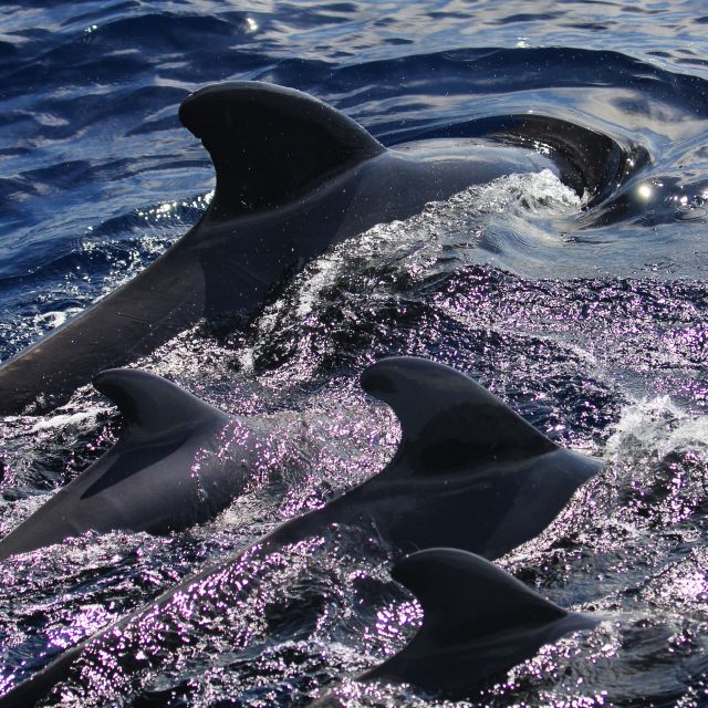 Puerto Colon : Whale & Dolphins Sailing Excursion - What to bring, and what the operator asks you not to do