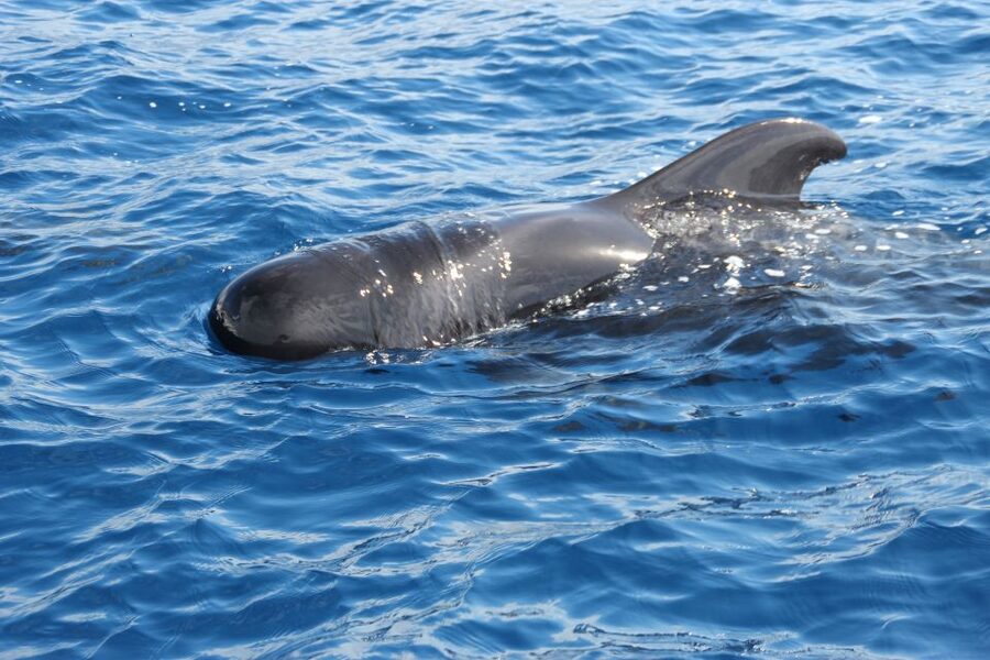 Puerto Colon : Whale & Dolphins Sailing Excursion - Starting at Puerto Colón, then heading straight into the action