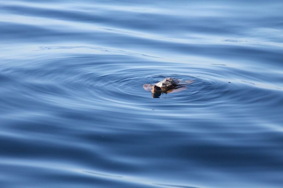 Puerto Colon : Whale & Dolphins Sailing Excursion - What to watch for: dolphins, turtles, and fin whales