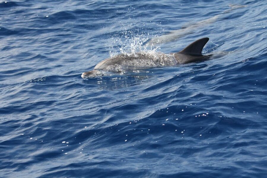 Puerto Colon : Whale & Dolphins Sailing Excursion - Diego Hernández Beach (Hippie Beach) and your swim or snorkel stop