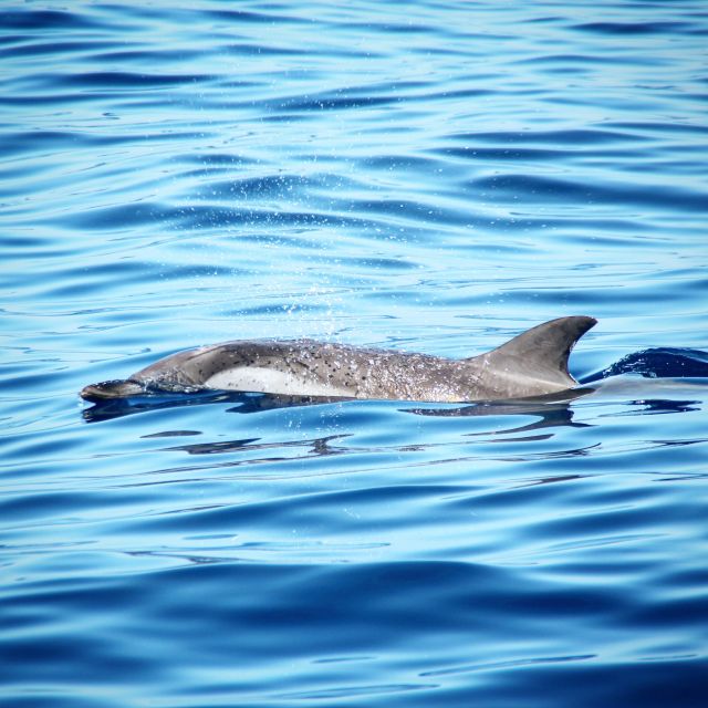Puerto Colon : Whale & Dolphins Sailing Excursion - The 3 to 6 hour choice, and why the 6 hour option matters