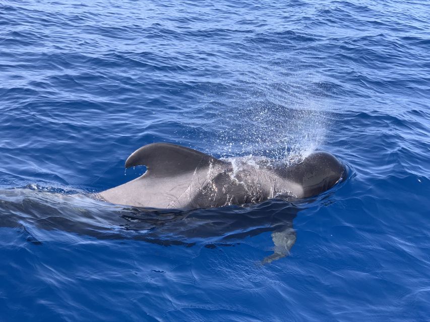 Puerto Colon : Whale & Dolphins Sailing Excursion - Small group size, bilingual captain, and the safety vibe