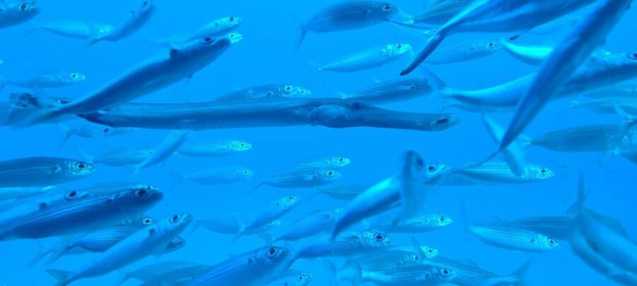 Puerto de la Cruz: Submarine Trip and Beach Stop in Tenerife - The panoramic window setup, and how to get your best viewing