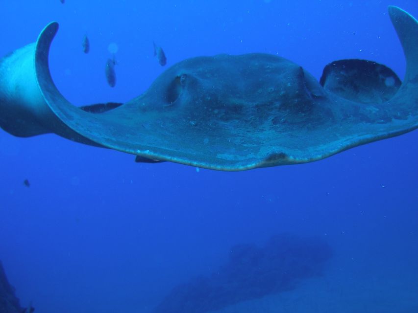 Puerto de la Cruz: Submarine Trip and Beach Stop in Tenerife - Playa de las Américas: the 2-hour beach stop that makes it feel like a full day