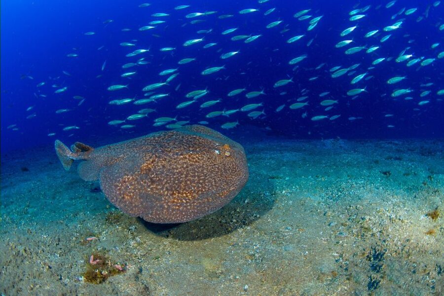 Radazul: Diving Trip in Radazul Bay with Drinks - Radazul Bay: a practical Tenerife scuba choice