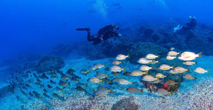 Radazul: Diving Trip in Radazul Bay with Drinks - Depth rules, certification needs, and who this fits