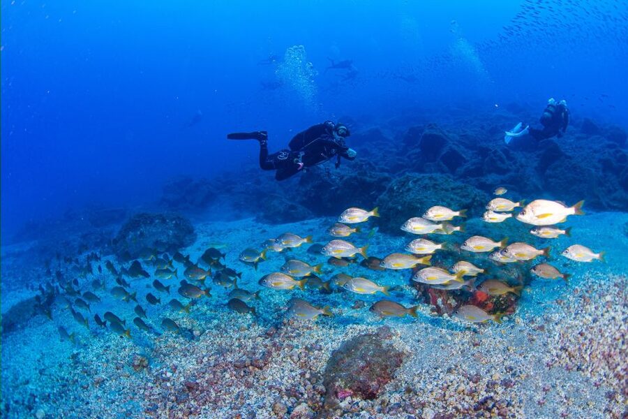 Radazul: Diving Trip in Radazul Bay with Drinks - What happens in the 3 hours, step by step