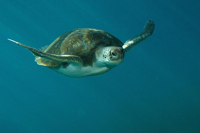 RECREATIONAL DIVE (certified divers only) : Explore Canarian Sealife - Tenerife Canarian Sea Life, planned around your certification level