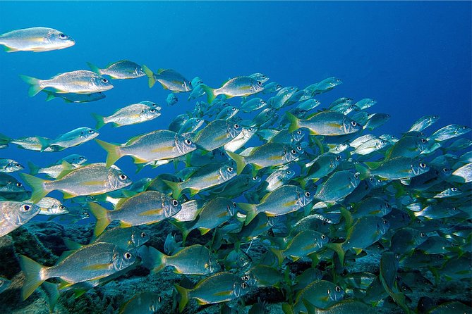 RECREATIONAL DIVE (certified divers only) : Explore Canarian Sealife - Two-site structure inside a 3-hour outing