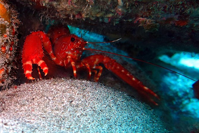 RECREATIONAL DIVE (certified divers only) : Explore Canarian Sealife - No time limits underwater, what that changes for your experience