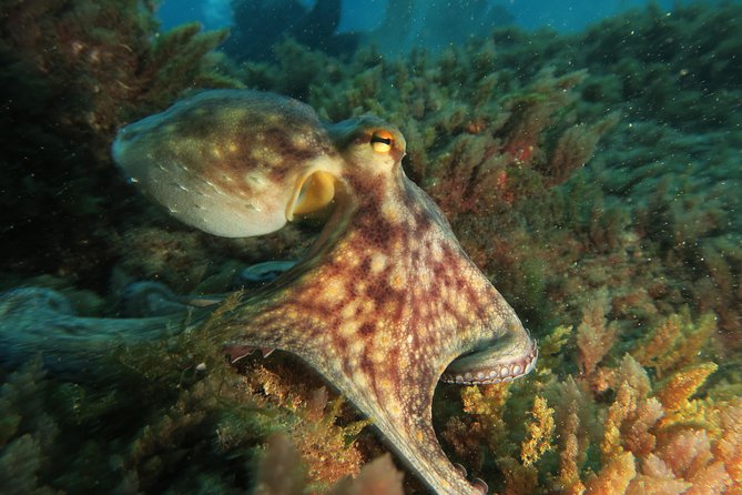 RECREATIONAL DIVE (certified divers only) : Explore Canarian Sealife - What you might see around Tenerife’s Canarian waters