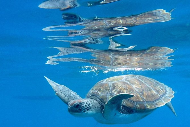 RECREATIONAL DIVE (certified divers only) : Explore Canarian Sealife - Included gear, photos, and the little comforts that save your day