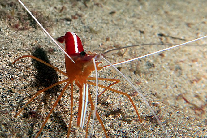 RECREATIONAL DIVE (certified divers only) : Explore Canarian Sealife - Price and value at about $114.93 per person