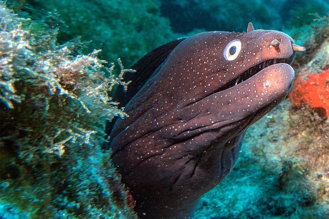 RECREATIONAL DIVE (certified divers only) : Explore Canarian Sealife - Small group, up to six people, and why that feels better