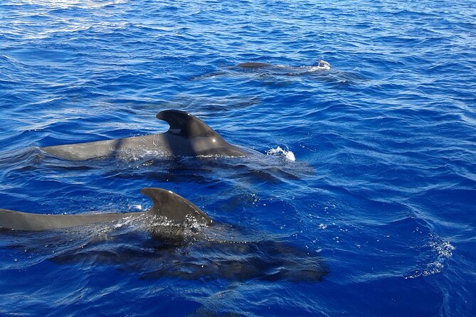 Respectful Whale Watching on a Wooden Boat and Swim - The Flow of the 2 Hours: What happens when