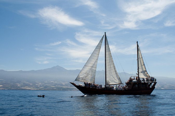 Respectful Whale Watching on a Wooden Boat and Swim - Weather and Schedule Reality: Plan for flexibility