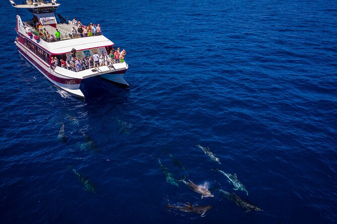 Royal Delfin - 2Hour Sustainable Dolphin & Whale Watching Mini Cruise - Price and value: why $36.20 feels fair for what you get