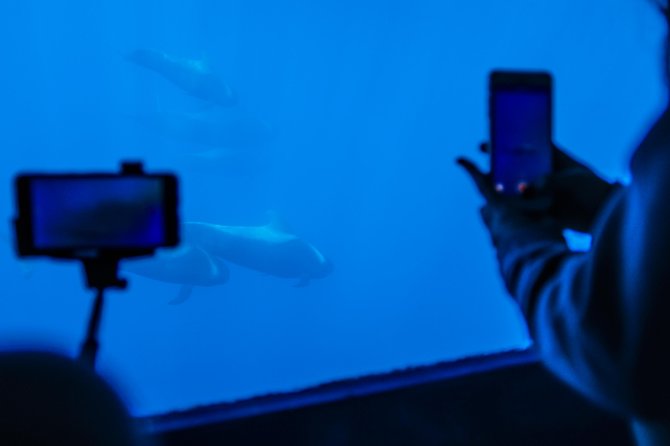 Royal Delfin 3H Dolphin & Whale Watching! Swimming & Lunch! - Royal Delfin catamaran and the 16 underwater windows