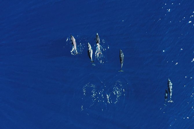 Royal Delfin 3H Dolphin & Whale Watching! Swimming & Lunch! - Whale and dolphin watching that does not feel like a guessing game