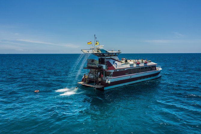 Royal Delfin 3H Dolphin & Whale Watching! Swimming & Lunch! - Lunch and drinks on board: included, convenient, and sometimes basic
