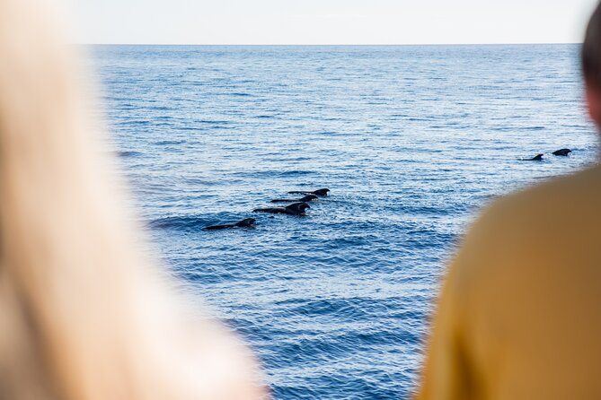 Royal Delfin 3H Dolphin & Whale Watching! Swimming & Lunch! - Crowds, deck access, and how to protect your viewing time