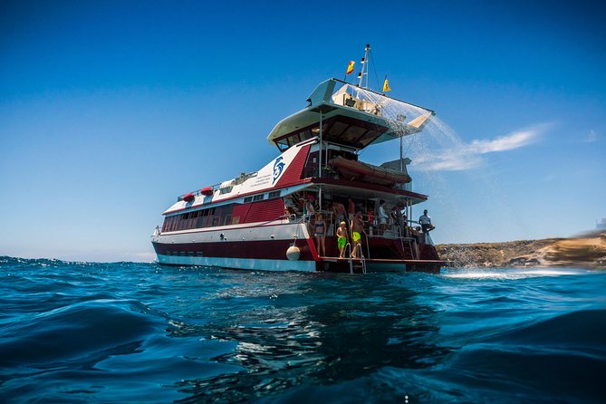 Royal Delfin 3H Dolphin & Whale Watching! Swimming & Lunch! - The 3-hour flow: Puerto Colón to the coast to Diego Hernandez Bay