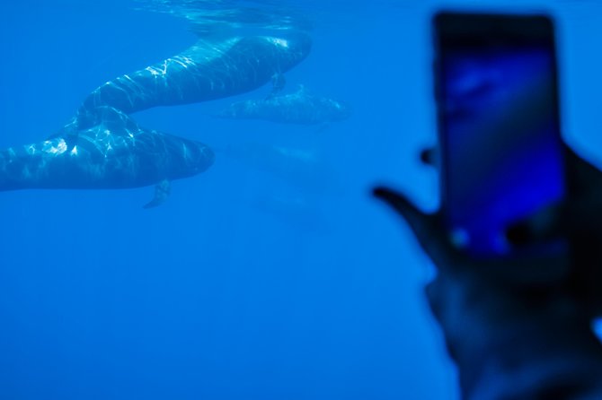 Royal Delfin - 4'5H Dolphin & Whale Watching - Los Gigantes Masca - Lunch & Swim - Who This Tour Suits Best (And Who Might Prefer Another Option)