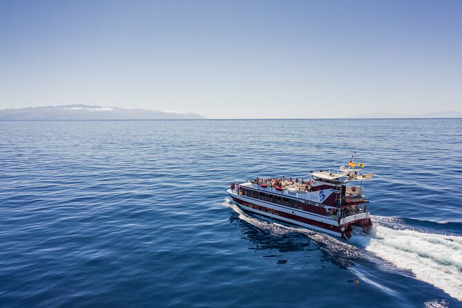 Royal Delfin - 4'5H Dolphin & Whale Watching - Los Gigantes Masca - Lunch & Swim - Cetacean Spotting With Underwater Windows: How You Get the Best Odds