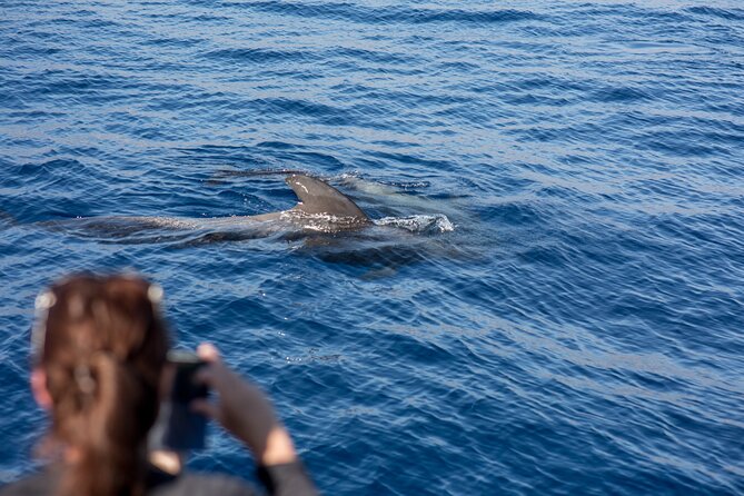 Royal Dolphin Whale watching excursion - Royal Delfin Tenerife whale watching, what it feels like on the water