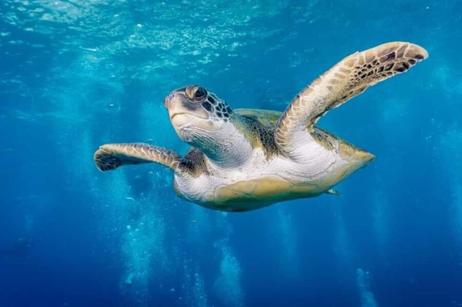 S. Tenerife: 2 Dives for Beginners (Beach + Boat Experience) - Key Things I’d Plan Around