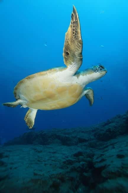 S. Tenerife: 2 Dives for Beginners (Beach + Boat Experience) - Shore Training at Los Cristianos: Learn the Basics Close to Safety